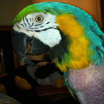 Bolly the Blue and Gold Macaw.